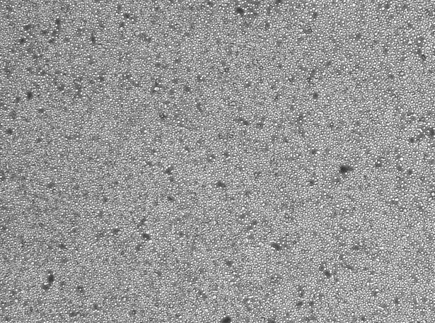 OriCell™ M-NFS-60 Mouse Myeloid Leukemia Lymphocyte Cell Line