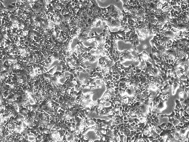 OriCell™ HC11 Mouse Mammary Epithelial Cell Line