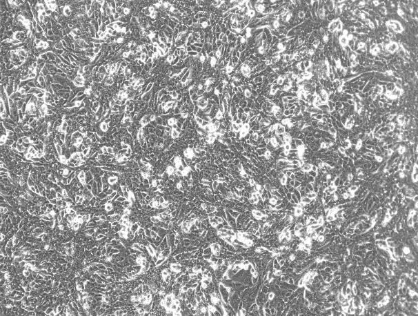 OriCell™ ID8 Mouse Ovarian Cancer Cell Line