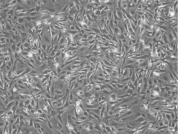 OriCell™ Drugs Resistant Mouse Embryonic Fibroblasts (DR3, Inactivated)-MUDEF-01002
