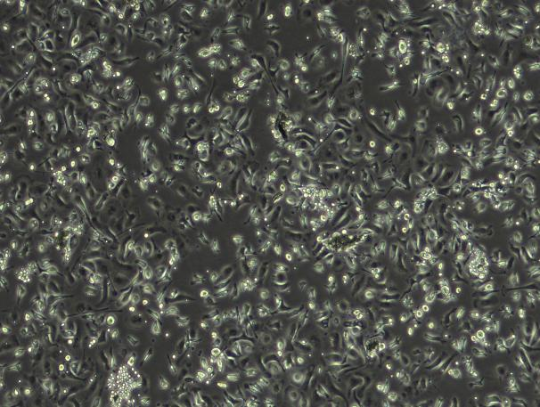 Macrophage Cells
