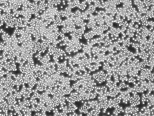 OriCell™ MEL Mouse Erythroleukemia Cell Line