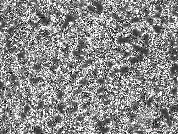 OriCell™ Psi2 DAP Mouse Embryonic Fibroblast Cell Line