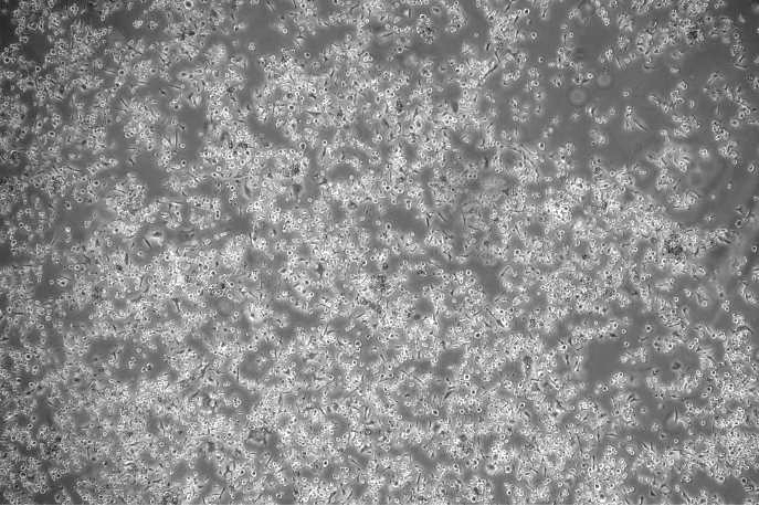 OriCell™ RAG Mouse Renal Adenocarcinoma Cell Line