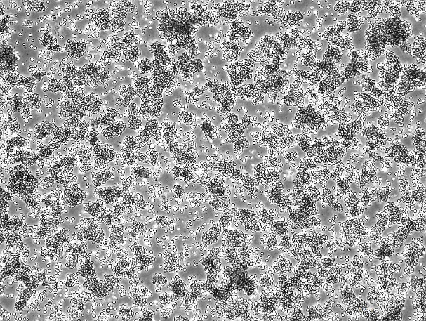 OriCell™ L5178Y TK+/- Clone (3.7.2C) Mouse Lymphoma Cell Line
