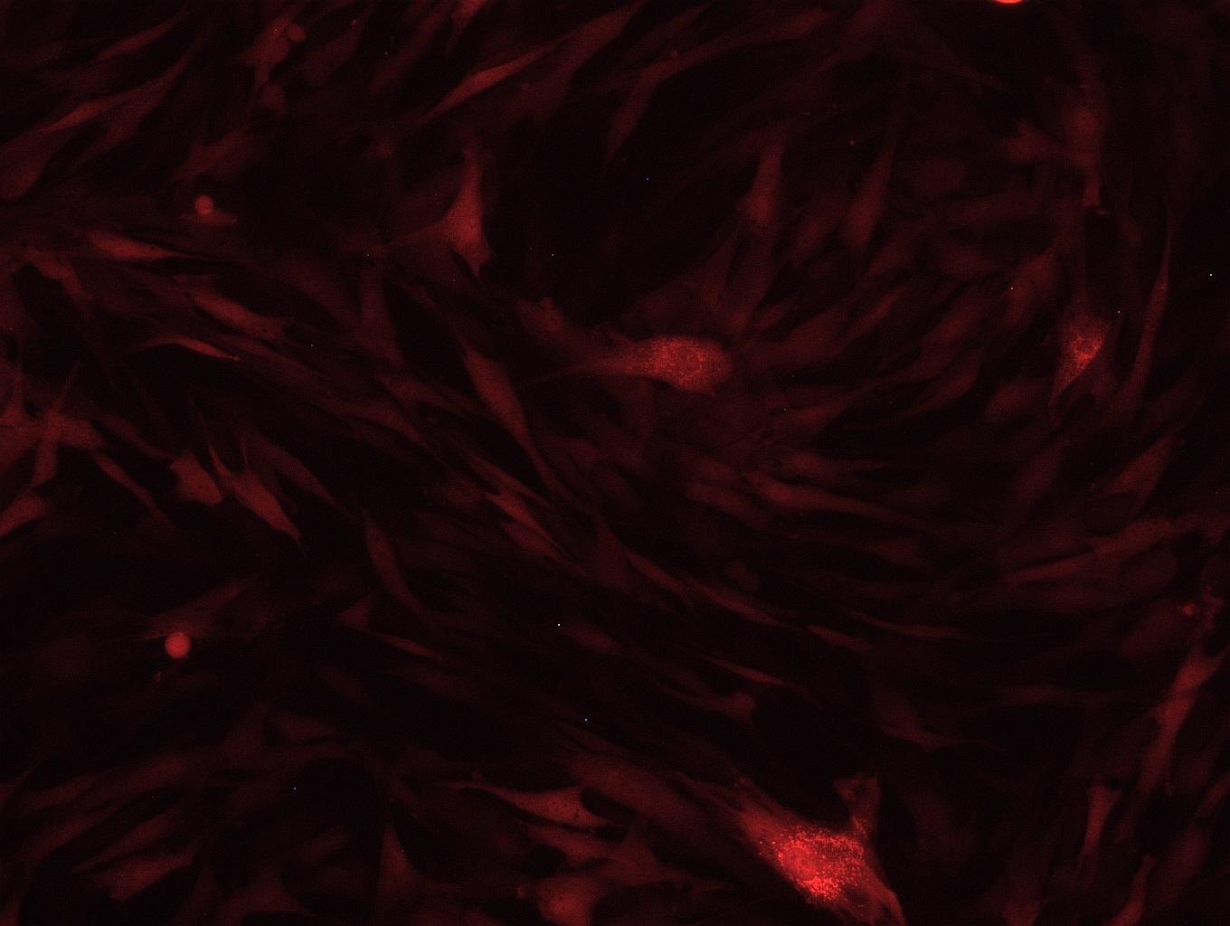 OriCell™ Rabbit Adipose-derived Mesenchymal Stem Cells With RFP