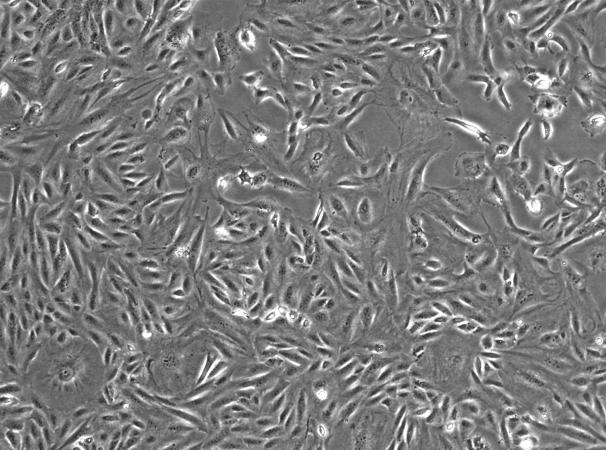 OriCell™ BS-C-1 African Green Monkey Kidney Cell Line