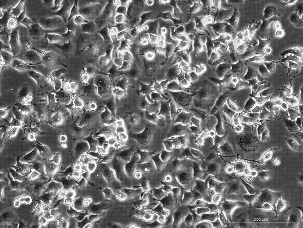 OriCell™ G422 Mouse Glioma Cell Line