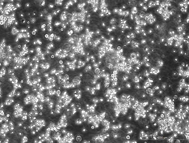 OriCell™ EL-4-B5 Mouse Thymic Lymphoma Cell Line