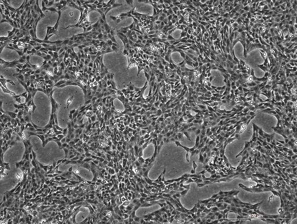 OriCell™ DI TNC1 Rat Brain Interstitial Cell Line