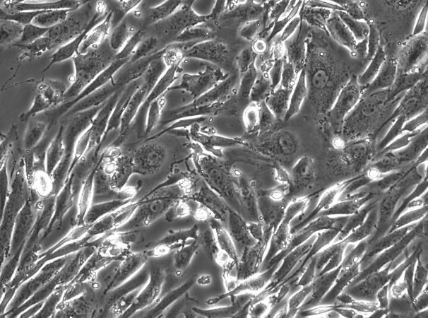 OriCell™ FRhK-4 Rhesus Monkey Embryonic Kidney Cell Line
