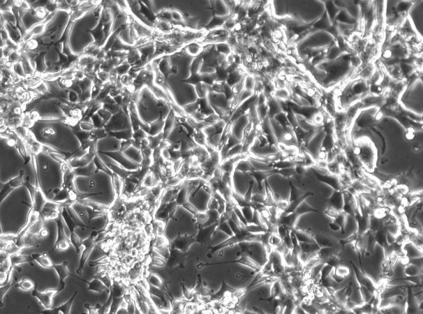 OriCell™ CBRH-7919 Rat Liver Cancer Cell Line