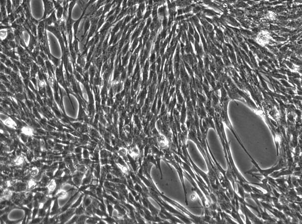 OriCell™ 661W Mouse Retinal Photoreceptor Cell Line