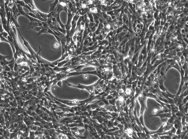 OriCell™ HSC-T6 Rat Hepatic Stellate Cell Line