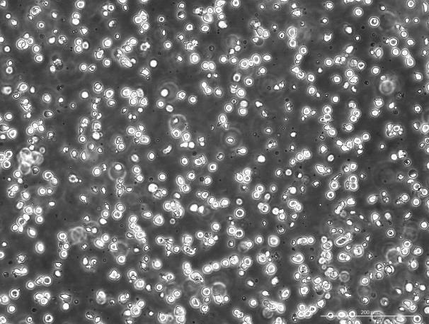 OriCell™ WEHI-3B Mouse Myelomonocytic Leukemia Cell Line