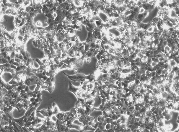 OriCell™ Min6 Mouse Pancreatic Beta Cell Line