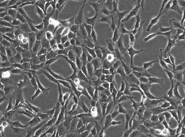 OriCell™ NRK-49F Rat Kidney Cell Line