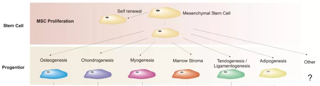 MSC differentiation schematic