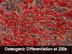 Osteogenic induction of bone marrow MSCs