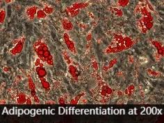 Adipogenic induction of bone marrow MSCs