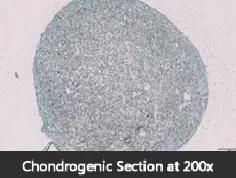 Chondrogenic induction