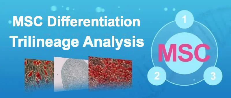 Trilineage differentiation overview