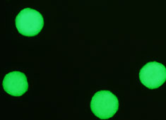 Labeled Neural Stem Cells (NSCs)
