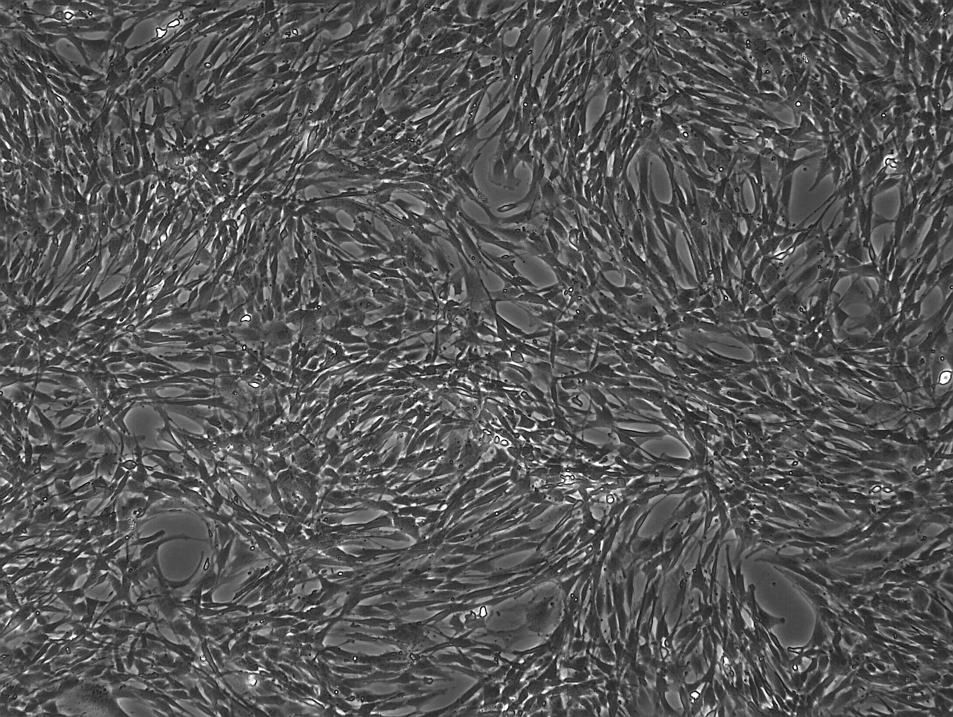 OriCell™ C57BL/6 Mouse Bone Marrow Mesenchymal Stem Cells