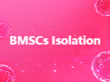 How to Isolate Bone Marrow Mesenchymal Stem Cells from Mice and Rats (Part I)