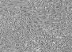 Bone Marrow Mesenchymal Stem Cells (BMSCs)
