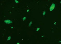 Labeled Embryonic Stem Cells (ESCs)