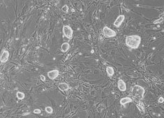 Mouse Embryonic Stem Cells (Mouse ESCs)