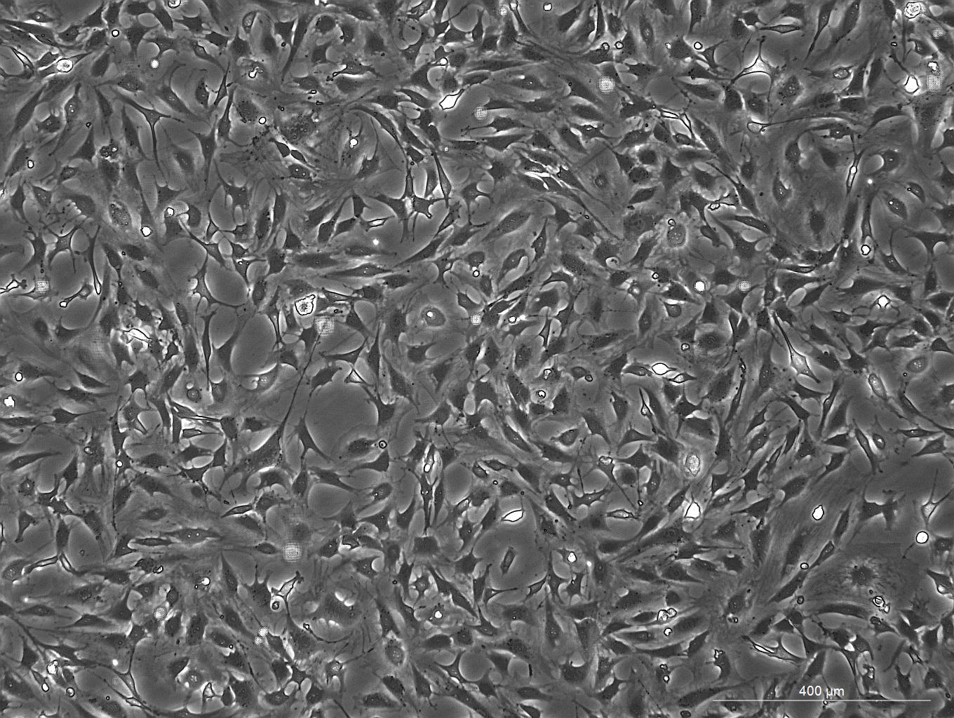 OriCell™ 3T3-Swiss Albino Mouse Embryonic Fibroblast Cell Line