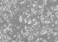 OriCell™ 129 Mouse Embryonic Stem Cells