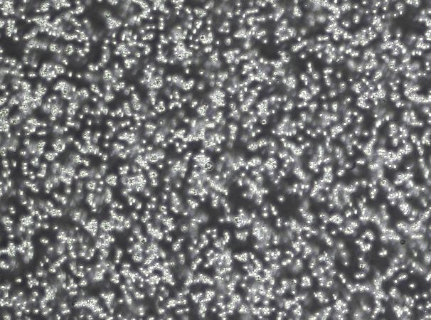 OriCell™ A20 Mouse B-Cell Lymphoma Cell Line