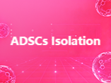 What are Adipose-derived Mesenchymal Stem Cells (ADSCs)? Isolation & Culture Guide