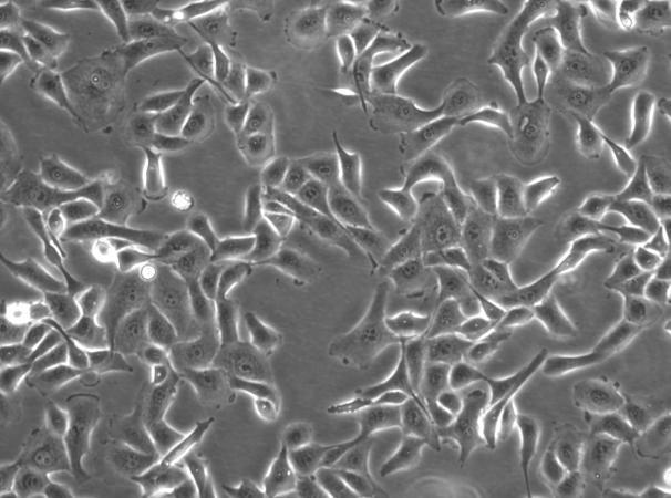 MDBK Bovine Kidney Cell Line-B4-0201