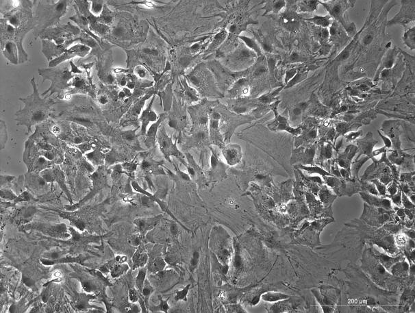 C57BL/6 Mouse Cortical Astrocytes-BCCAC-00001