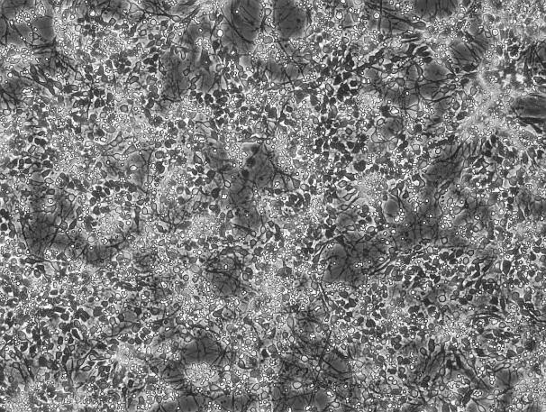 OriCell™ C57BL/6 Fetal Mouse Cortical Neurons-BCCFN-00001