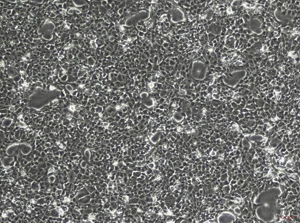 OriCell™ BNL CL.2 Mouse Embryonic Liver Cell Line