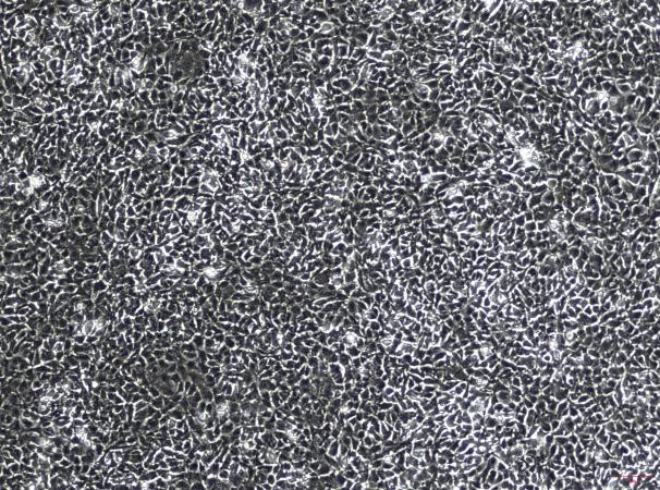 OriCell™ C127 Mouse Mammary Tumor Cell Line