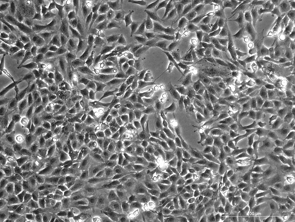 F81 Cat Kidney Cell Line-C4-0101
