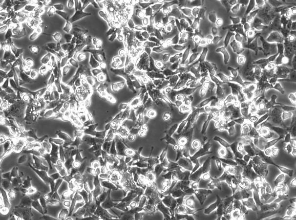 CRFK Cat Kidney Cell Line-C4-0201