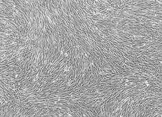OriCell™ Canine Adipose-derived Mesenchymal Stem Cells