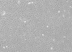 OriCell™ Canine Bone Marrow Mesenchymal Stem Cells
