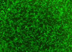 OriCell™ Canine Bone Marrow Mesenchymal Stem Cells With GFP