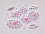 Hep G2 Cell Line: Liver Cancer Research Applications with Gene Editing & CDX Tumor Models