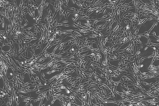 Super Tube Canine Kidney Cell Line