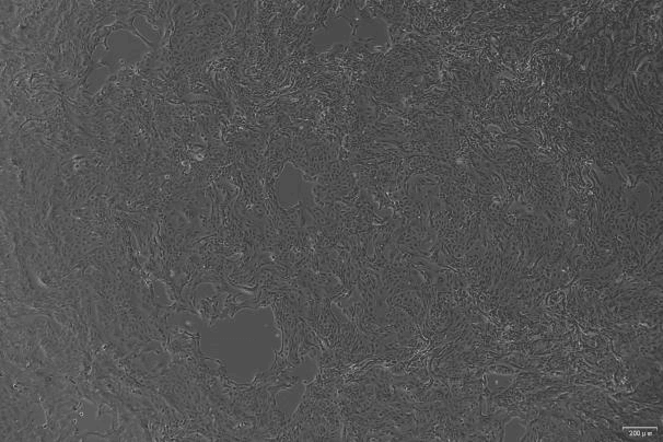 MDCK Canine Kidney Cell Line