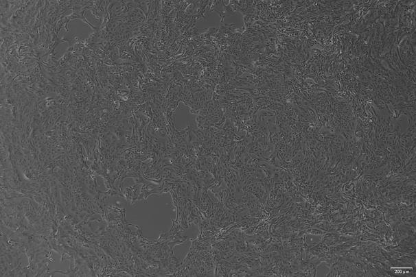 MDCK Canine Kidney Cell Line-D4-0401